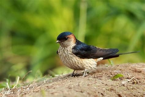 家裡有燕子築巢|野鳥庭前築巢 預示居家風水好兆頭 